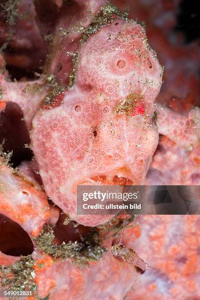 Spotted Frogfish, Antennarius pictus, Raja Ampat, West Papua, Indonesia