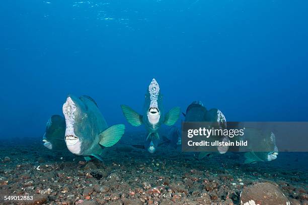 Group of Bumphead Parrotfish, Bolbometopon muricatum, Tulamben, Bali, Indonesia