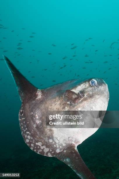 Sunfish, Mola mola, Cap de Creus, Costa Brava, Spain