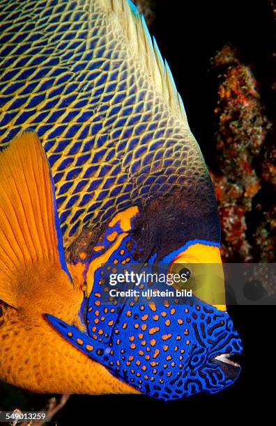 Yellow-mask-angelfish, Pomacanthus xanthometopon, Maldives Island, Indian Ocean, Ari Atol