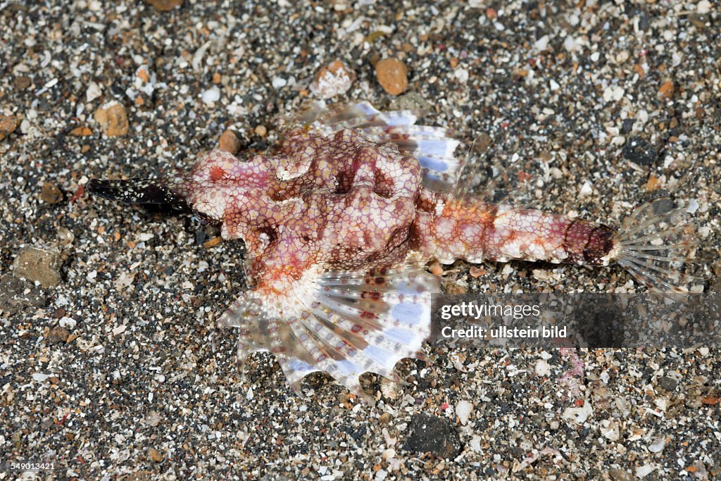 Pegasus Sea Moth, Eurypegasus draconis, Lembeh Strait, North Sulawesi, Indonesia