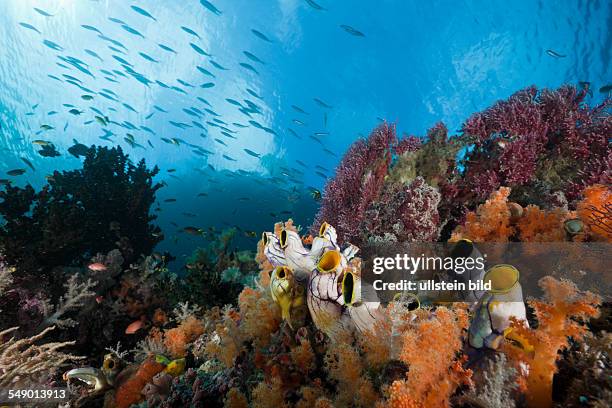 Healthy Coral Reef, Raja Ampat, West Papua, Indonesia