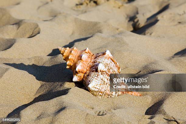 Eine Muschel liegt am Sandstrand