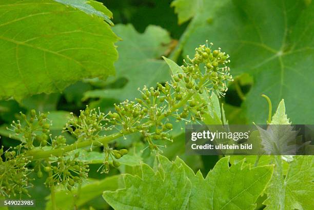 Weinrebe, Blüten, kleine Trauben