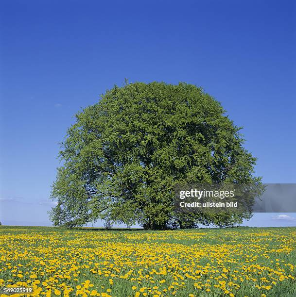 Pondorf, natural park Altmuehltal: The so called bavarian beech