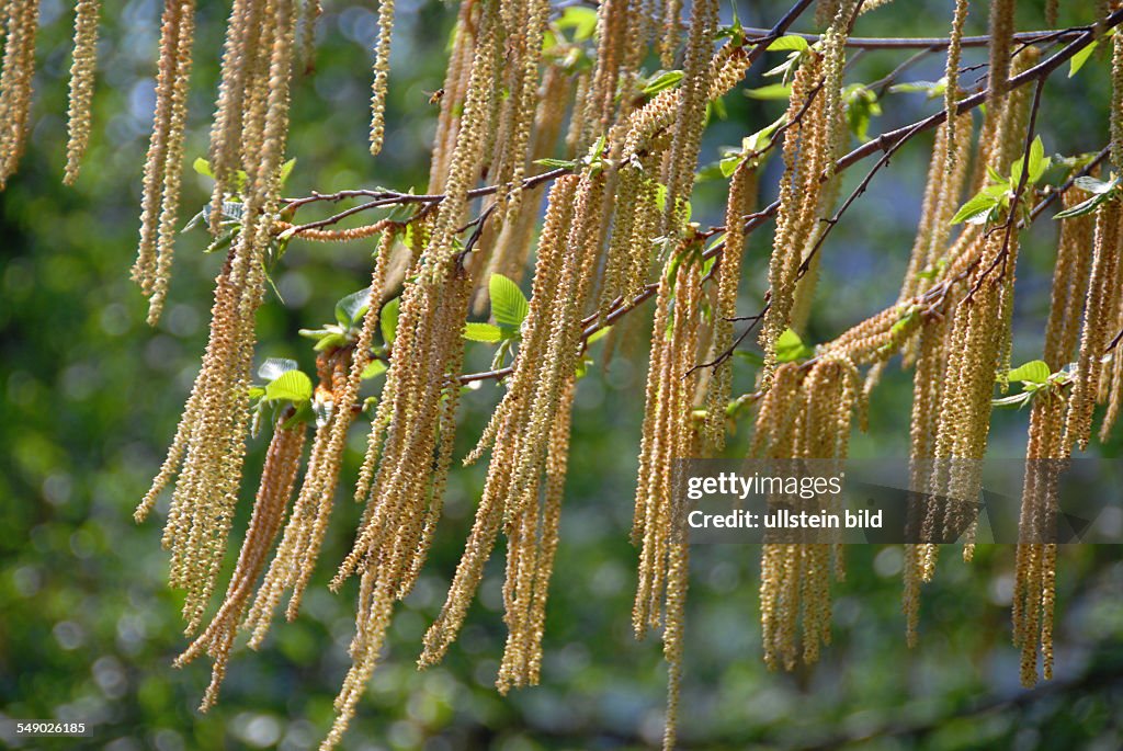 Hainbuche Bl tenstand Carpinus Betulus Weissbuche Hagebuche News hainbuche-bl-tenstand-carpinus-betulus-weissbuche-hagebuche-news