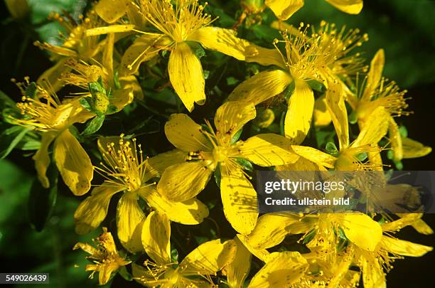 Johanniskraut, Hypericum perforatum, Tüpfel-Johanniskraut, Tüpfel-Hartheu