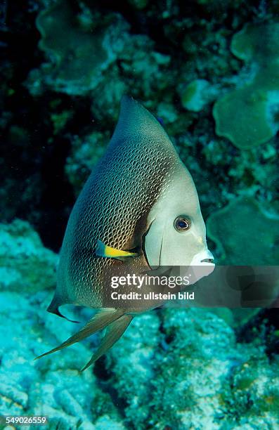 Gray Angelfish, Pomacanthus arcuatus, Mexico, Mexiko, Yucatan, Caribbean, Sea