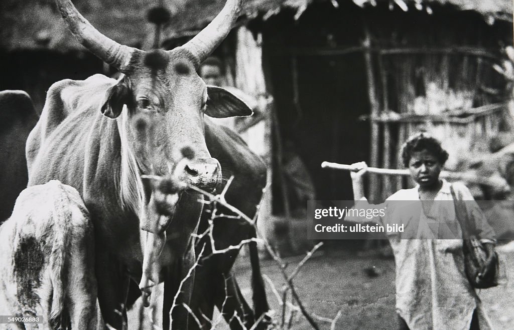 Ethiopia, Wollo province: Oromo herder with cattle