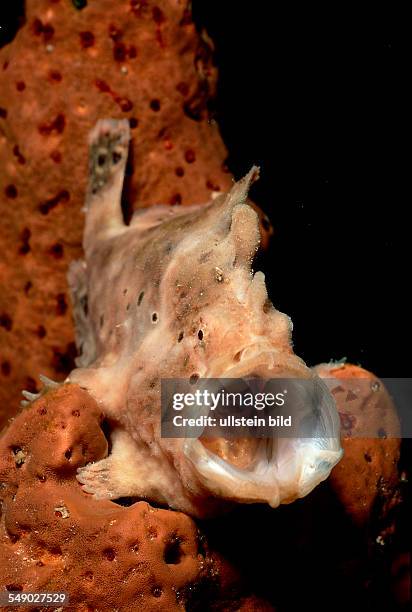 Longlure Frogfish, Antennarius multiocellatus, Curacao, Caribbean Sea, Netherlands antilles