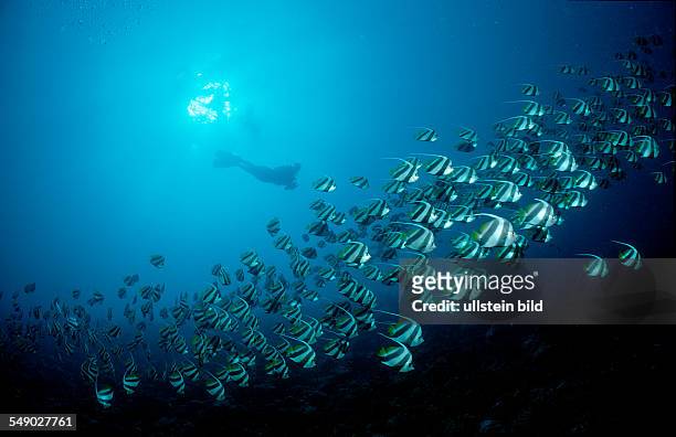 Longfin bannerfish and scuba diver, Heniochus acuminiatus, Maldives Island, Indian Ocean, Ari Atol, Maayafushi