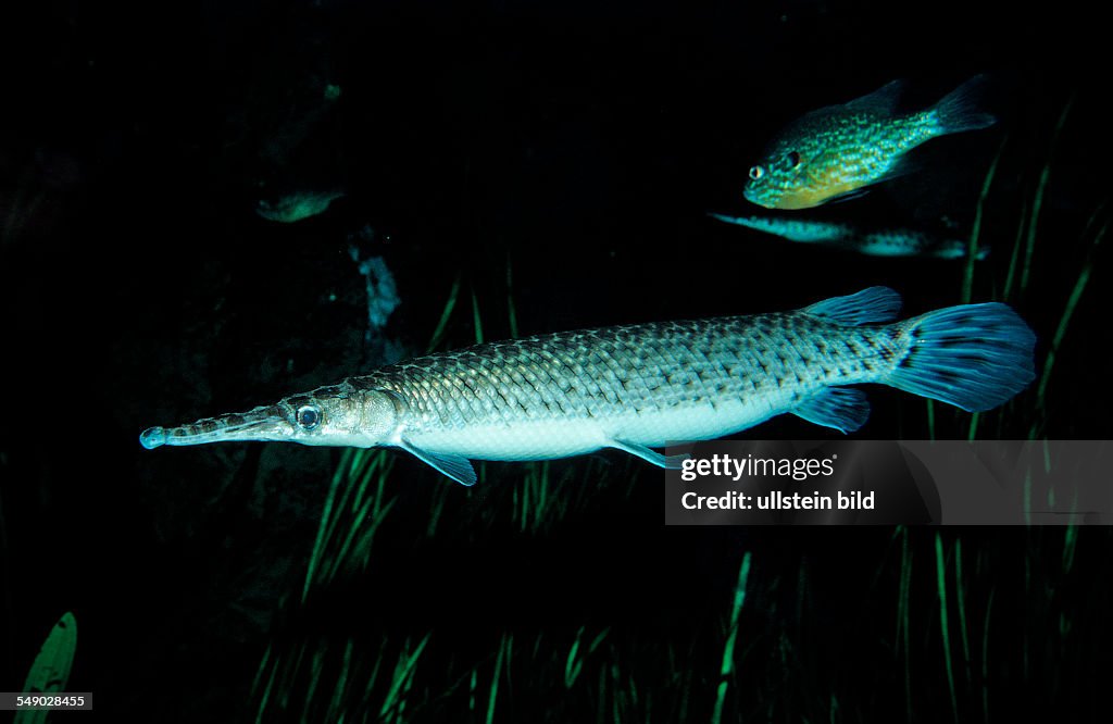 Spotted gar, Lepisosteus oculatus, North america, america, USA, Florida