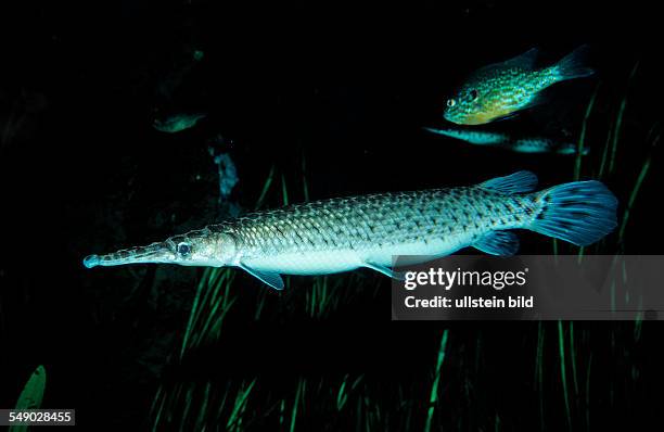 Spotted gar, Lepisosteus oculatus, North america, america, USA,..., News Photo