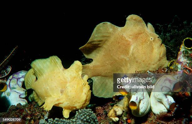 Two Giant frogfishes, Antennarius commersonii, Indonesia, Indian Ocean, Komodo National Park