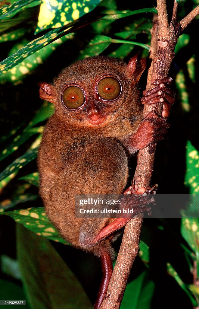 Philippine tarsier, Tarsius syrchta, Philippinen, Bohol, Philippines Island