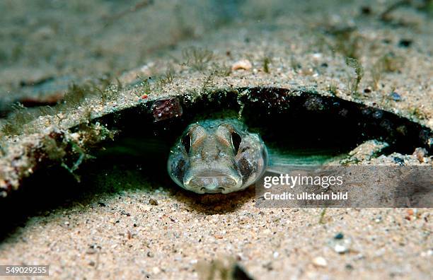 Goby under piece of broken glass, Gobius niger jozo, Croatia, Istria, Mediterranean Sea