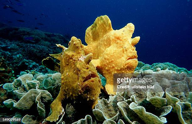 Giant frogfish, Antennarius commersonii, Philippinen, Bohol Sea, Pacific Ocean, Panglao Island, Bohol