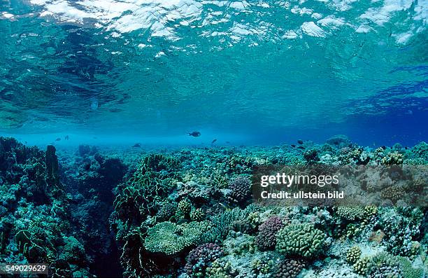 Hard coral reef, reef top, Egypt, Zabargad, Zabarghad, Red Sea