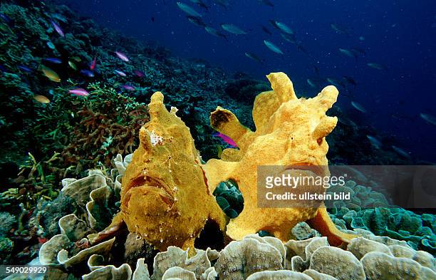 Giant frogfish, Antennarius commersonii, Philippinen, Bohol Sea, Pacific Ocean, Panglao Island, Bohol