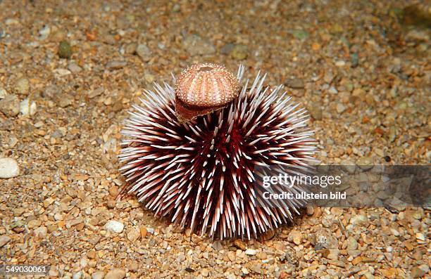 Violet sea urchin, Sphaerechinus granularis, Greece, Mediterranean Sea