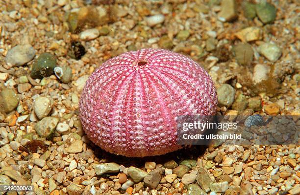 Dead violet sea urchin, Sphaerechinus granularis, Greece, Mediterranean Sea