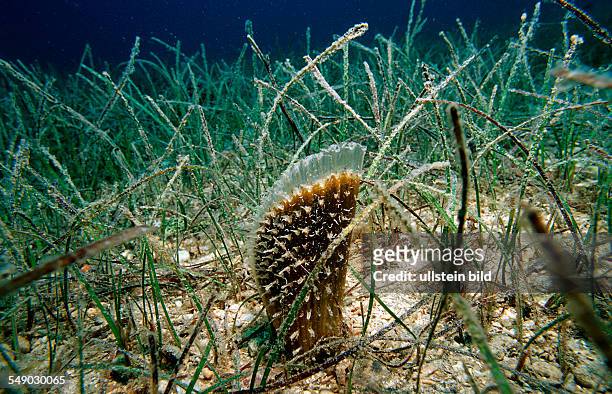 Fan mussel in seagrass, Pinna nobilis, Croatia, Istria, Mediterranean Sea