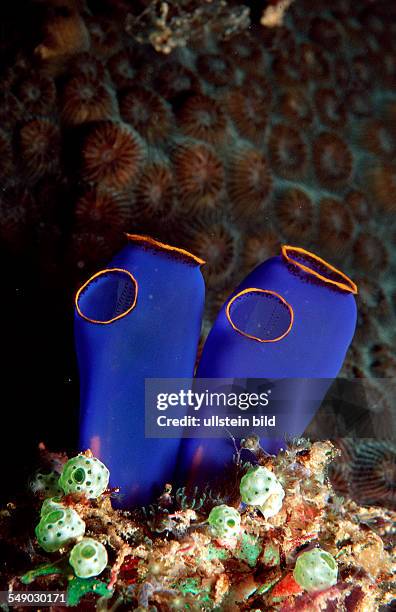 Sea squirt, Ascidia, Philippinen, Bohol Sea, Pacific Ocean, Panglao Island, Bohol