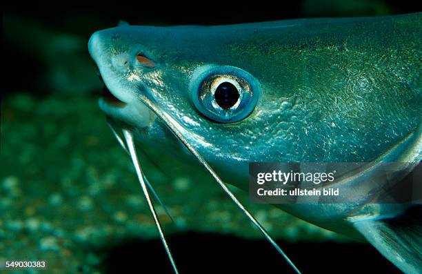 Jordan's Catfish, Black-Fin Shark, Columbian Shark, Silver Shark, Arius seemani, Hexanematichthys seemanni, South america, Sout american river