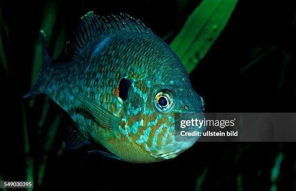 Pumpkinseed Sunfish, Pumpkinseed sunfish, Punkies, Yellow sunfish, Lepomis gibbosus, North america, america, USA, Florida