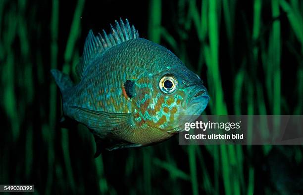 Pumpkinseed Sunfish, Pumpkinseed sunfish, Punkies, Yellow sunfish, Lepomis gibbosus, North america, america, USA, Florida