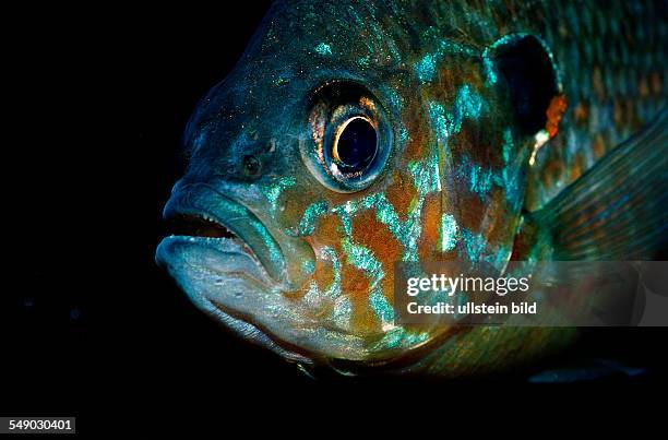 Pumpkinseed Sunfish, Pumpkinseed sunfish, Punkies, Yellow sunfish, Lepomis gibbosus, North america, america, USA, Florida