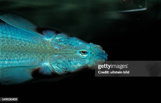 Largescale Foureyefish, Anableps anaplebs, Brasilia, Amazon Basin