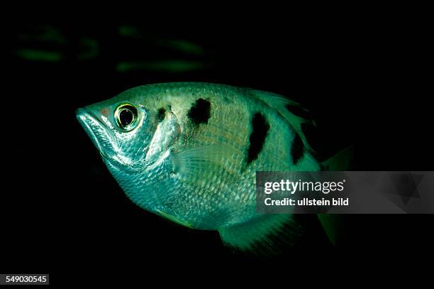Banded Archerfish, Toxotes jaculatrix, India, Mangroves