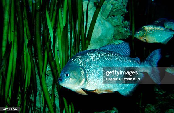 Red piranha, Serrasalmus nattereri, South america, freshwater river, Amazon Basin