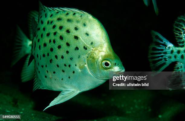 Argus fish, scat, Scatophagus argus, Philippines,