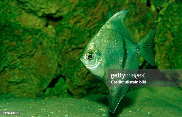 Malayan angel, Finger fish, Monodactylus argenteus, Malaysia, South chinese sea, freshwater river