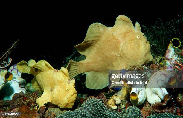 Two Giant frogfishes, Antennarius commersonii, Indonesia, Indian Ocean, Komodo National Park