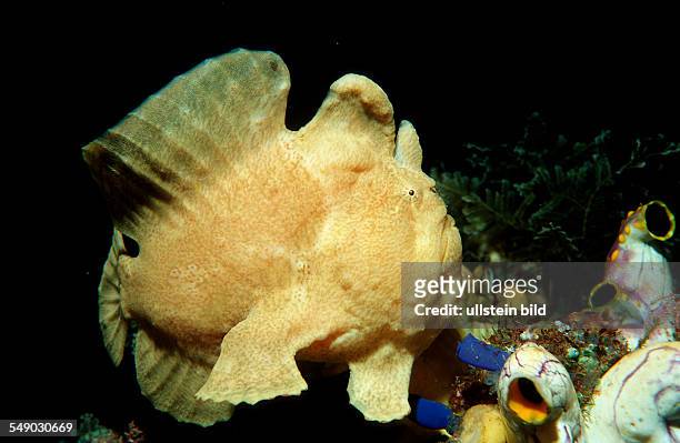 Giant frogfish, Antennarius commersonii, Indonesia, Indian Ocean, Komodo National Park