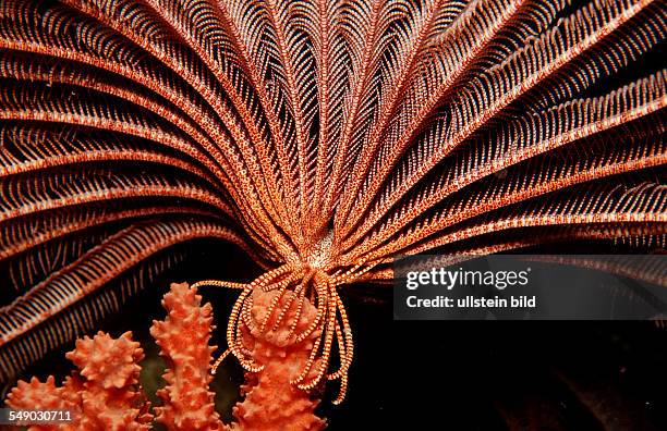 Crevice crinoid, Comanthus parvicirrus, Philippinen, Bohol Sea, Pacific Ocean, Panglao Island, Bohol