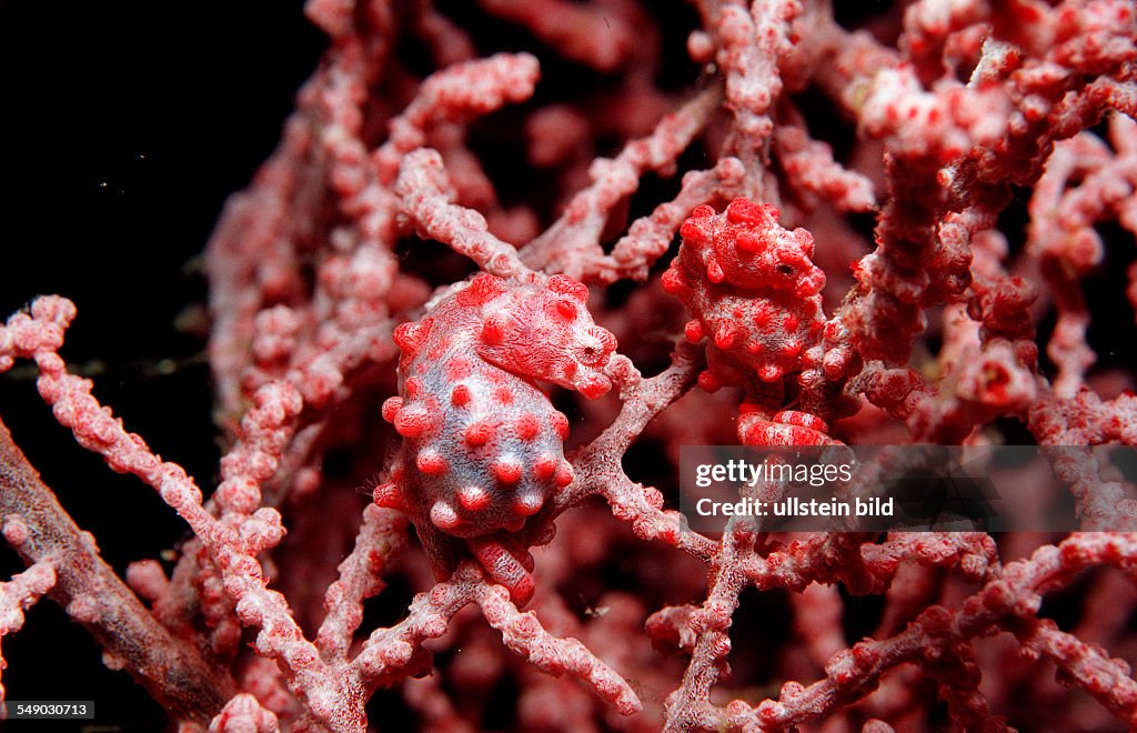 A pair pygmy seahorses, Hippocampus bargibanti, Philippinen, Bohol Sea, Pacific Ocean, Panglao Island, Bohol
