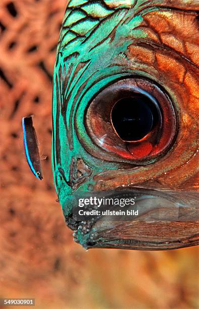 Bronze soldierfish and Cleaner wrasse, Myripristis adusta, Labroides dimidiatus, Maldives Island, Indian Ocean