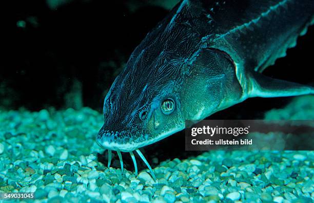 Russian sturgeon, Danube sturgeon, Osetr, Acipenser gueldenstaedti, Acipenser güldenstaedti, Romania, Volga river, Black Sea