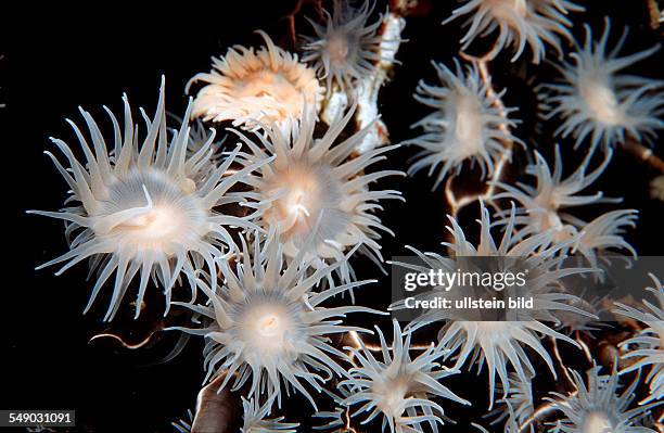 Colonial anemone, Amphianthus sp., Bali, Indian Ocean, Indonesia