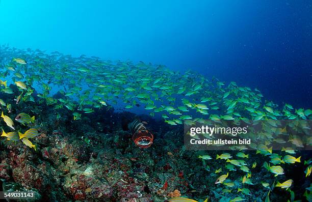 Saddleback coral trout, Fivelined snapper, Plectropomus laevis, Lutjanus quinquelineatus, Maldives Islands, Indian ocean, Ari Atol, Atoll