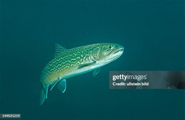 Salmonidae, Tigerfish, Germany, Bavaria, Nieuwsfoto's
