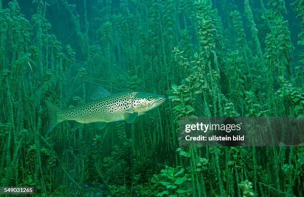 Trout, Salmo trutta, Austria, Fernsteinsee, Tirol