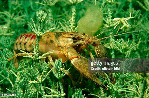 Freshwater crayfish, Astacus leptodactylus, Austria, Kärnten