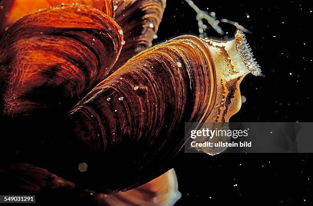 Freshwater shell, Dreissena polymorpha, Germany, Thueringen