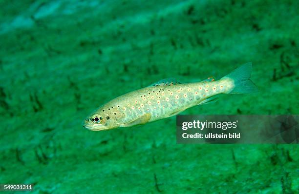 Trout, Salmo trutta, Austria, Fernsteinsee, Tirol