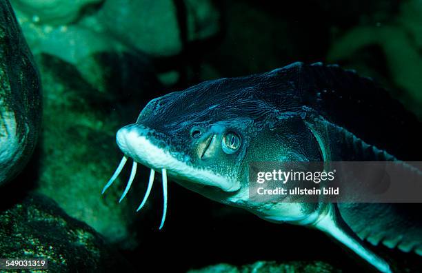 Russian sturgeon, Danube sturgeon, Osetr, Acipenser gueldenstaedti, Acipenser güldenstaedti, Romania, Volga river, Black Sea